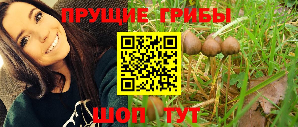 Галлюциногенные грибы Psilocybe  Вход с VPN  Ржев  продажа наркотиков  Галлюциногенные грибы мицелий 